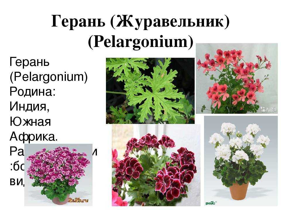 Цветущая сакура в вашем саду – боярышник пауль скарлет: описание, посадка и уход
