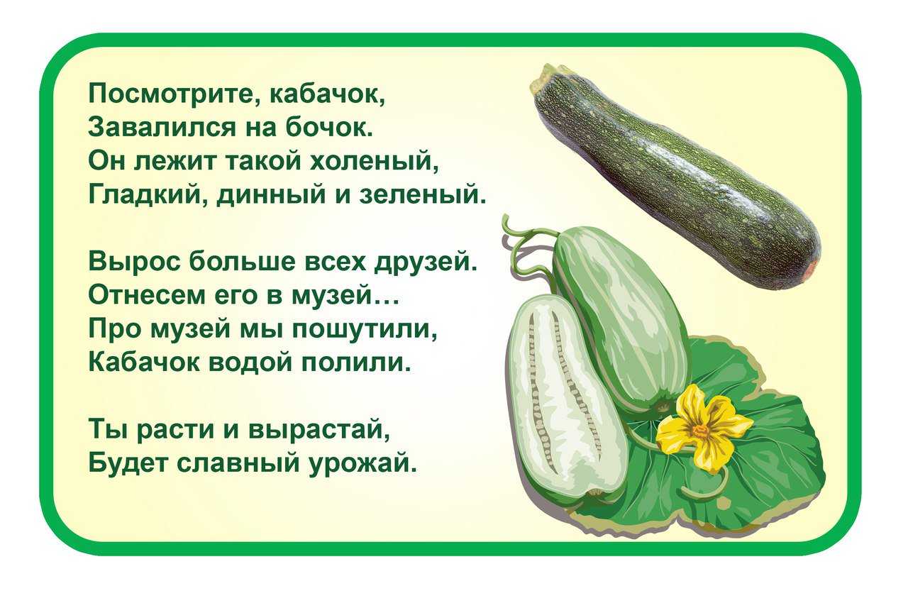 Кабачки: выращивание и уход в открытом грунте, как и когда сажать, как правильно ухаживать для получения богатого урожая и зачем нужно прищипывание