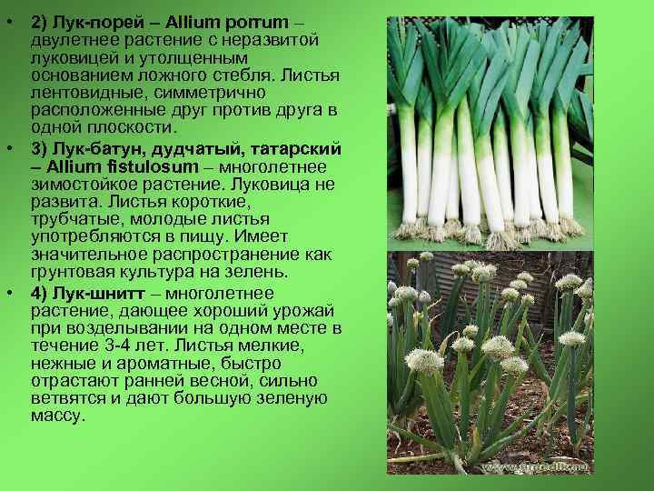 Лук порей —  раскрываем все тайны и секреты пряного растения