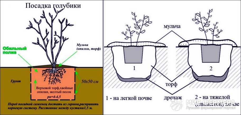 Выращивание голубики. посадка и уход, виды и сорта голубики