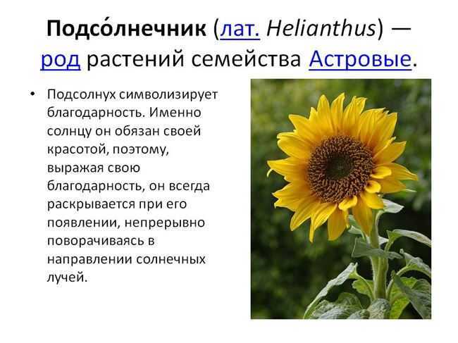 Подсолнечник однолетний. где растет? как цветет? какие у него плоды?