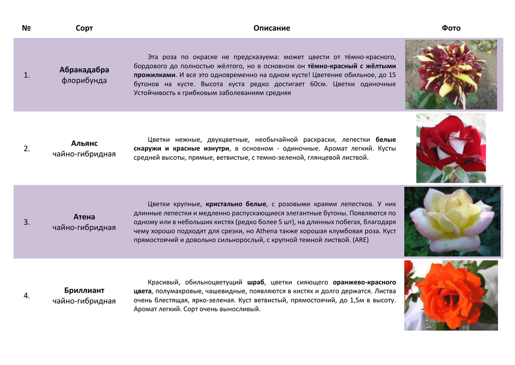 Роза муди блюз — основные правила содержания растения