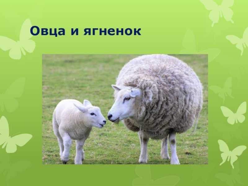 Ягненок это чей детеныш