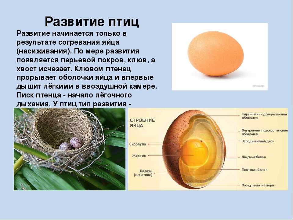 Клоацит у кур: симптомы и причины, методы лечения заболевания