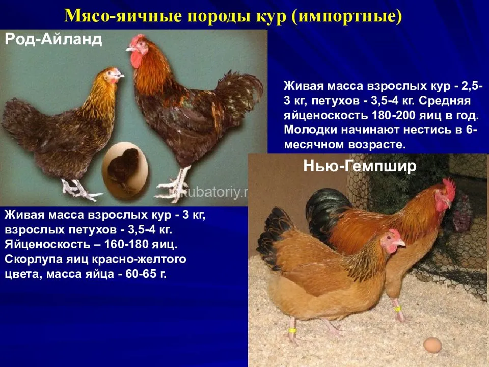 Первое яичко без скорлупы?! - домашняя птица - страна мам
