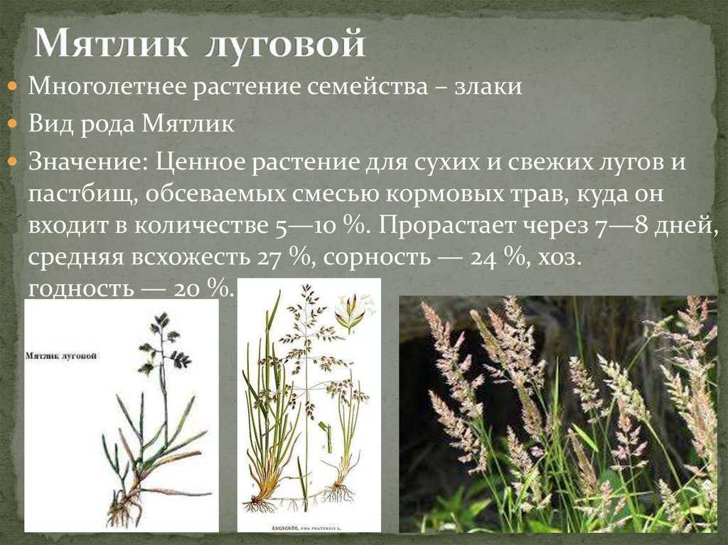 Мятлики  - газонная трава