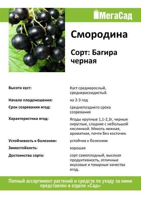 Черная смородина перун: описание и характеристики сорта, посадка и уход, отзывы