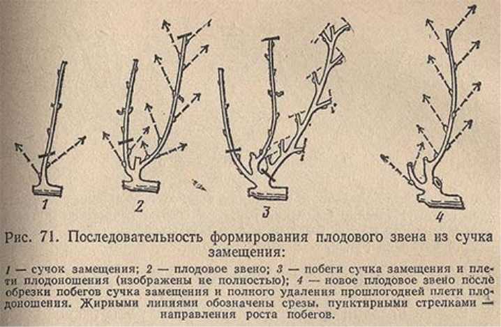 Почему осыпаются завязи на винограде? фото — ботаничка