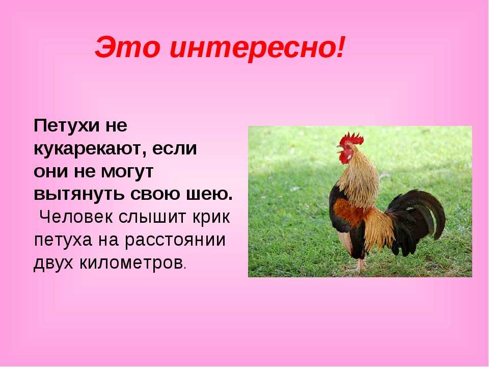 Почему петухи кукарекают по утрам: в течение дня и ночью, причины отсутствия крика