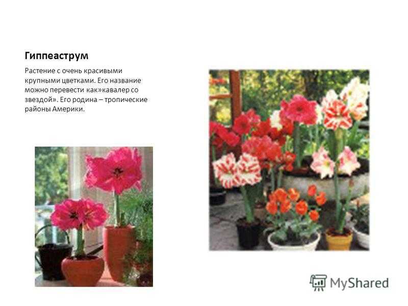 Цветок гиппеаструм – выращивание и уход в домашних условиях, фото сортов с описанием. что делать, если гиппеаструм не цветет