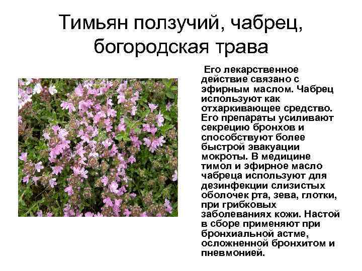 Ароматная добавка для здоровья – тимьян: виды, полезные качества и варианты применения