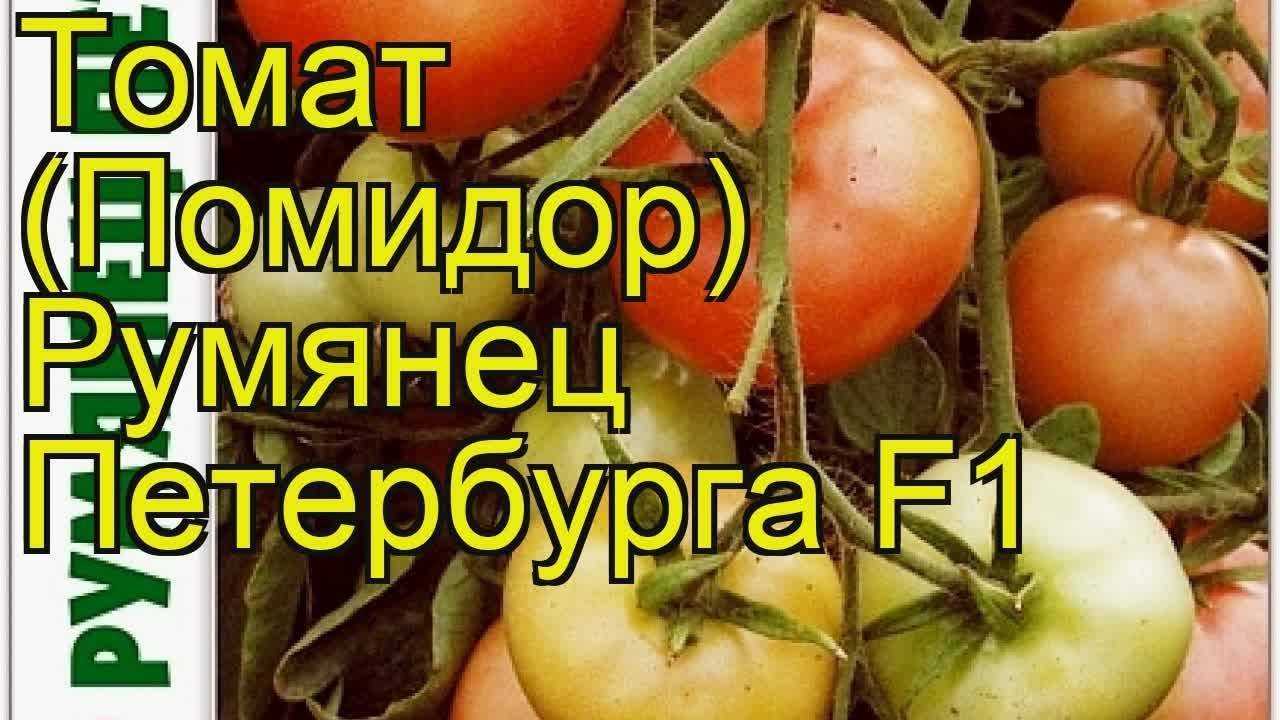Томат холодостойкий северный румянец: урожайность, описание агротехники, отзывы