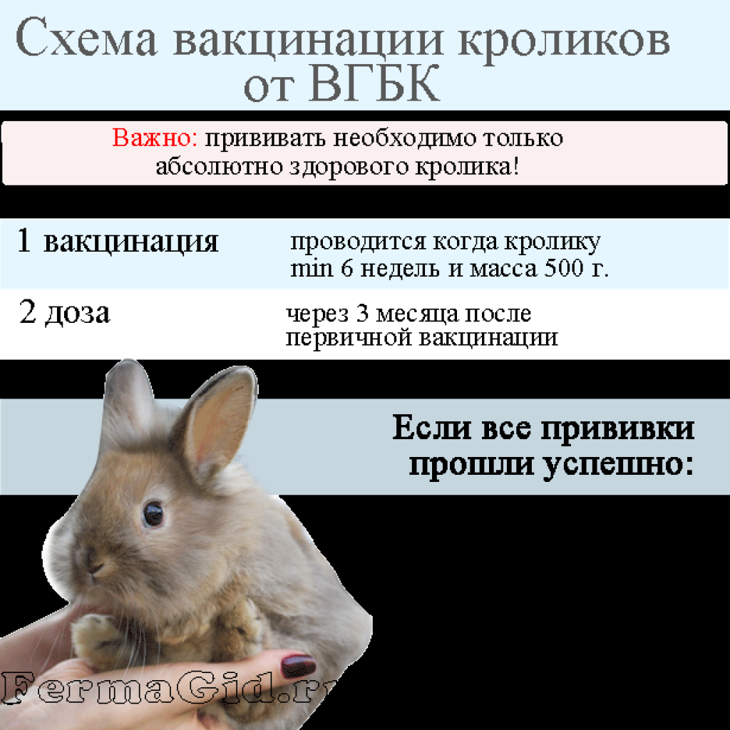 Правила введения лекарственных средств кроликам
