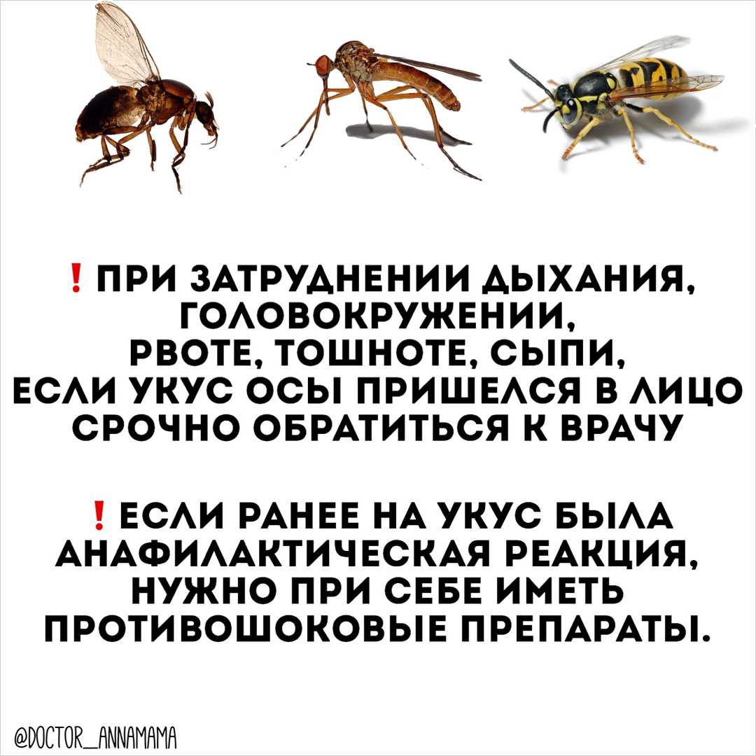 Яд осы - как он действует и полезен ли он для человека?