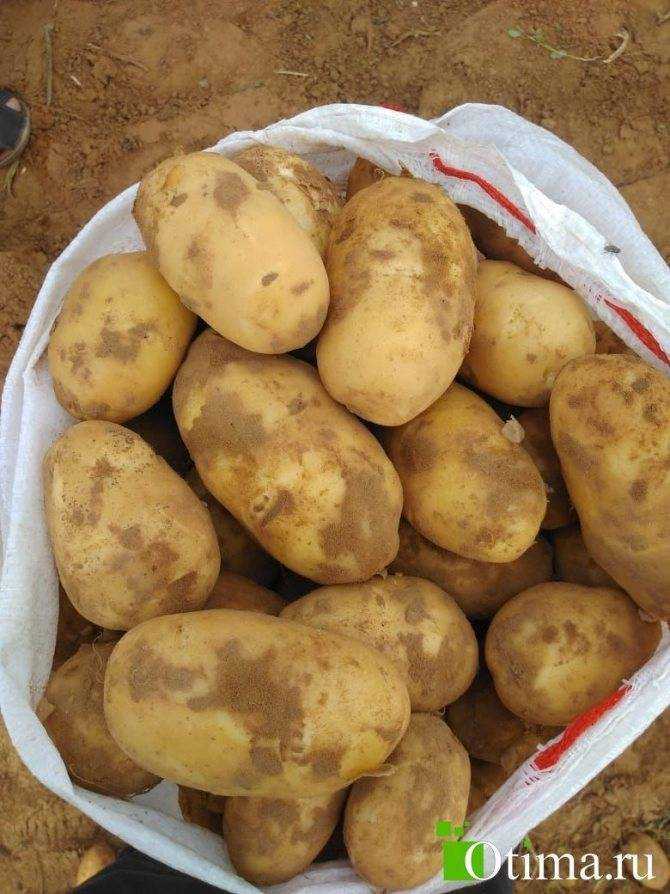 Картофель аризона: описание сорта, фото, отзывы дачников, характеристика и вкусовые качества картошки