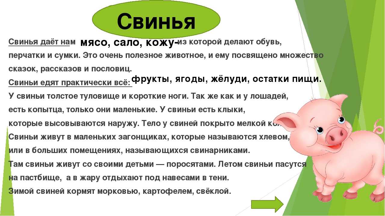 Чем и как правильно кормить поросят и свиней: кормление в домашних условиях