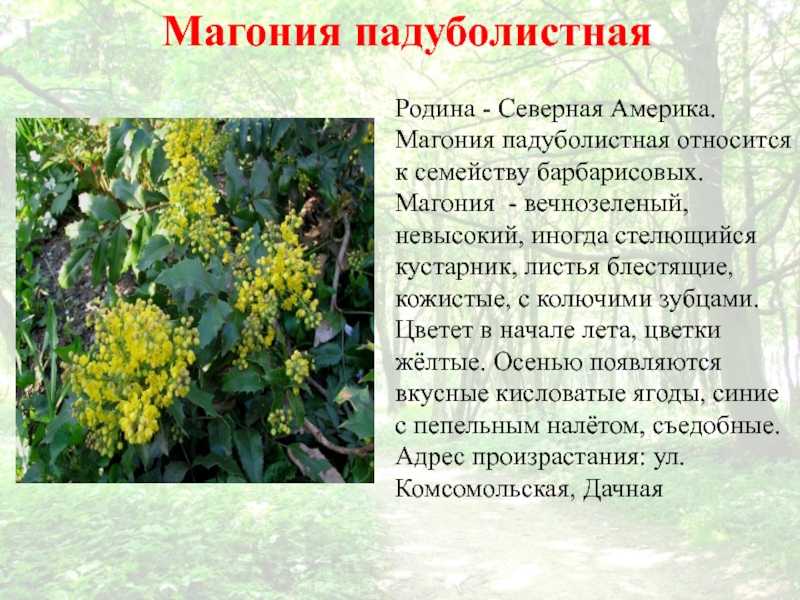 Магония падуболистная: посадка, обрезка, уход, размножение черенками