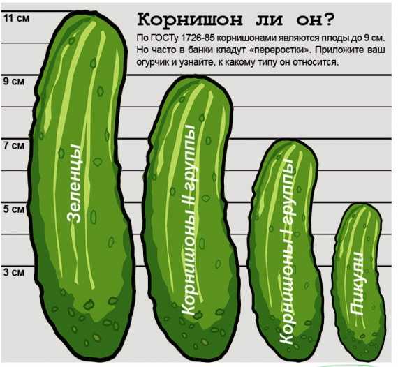 Сорта огурцов корнишонов для открытого грунта и теплиц