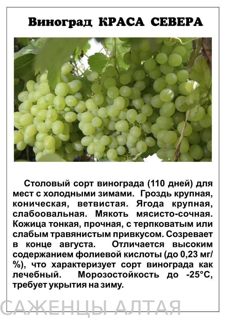 Сорт винограда Краса Севера (Ольга): особенности, преимущества и недостатки