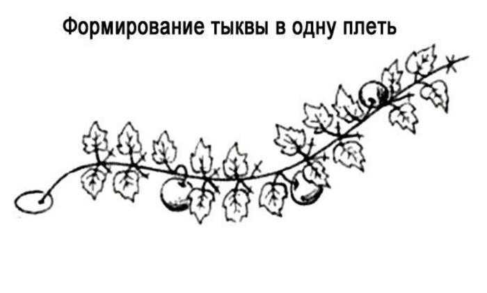 Формирование дыни в теплице. советы, правила, личный опыт