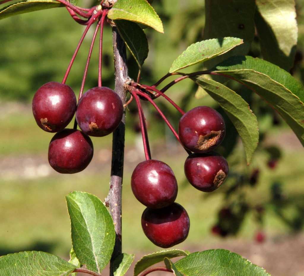 Яблоня роялти (malus royalty) - декоративная в ландшафтном дизайне, посадка и уход