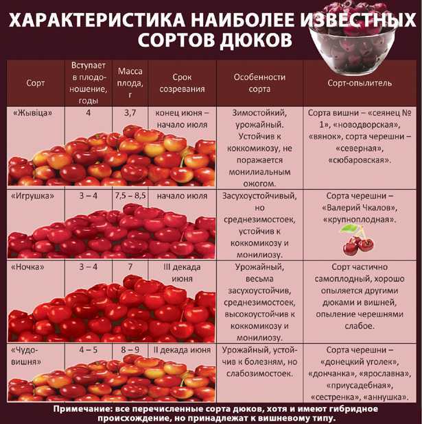 Черешня овстуженка