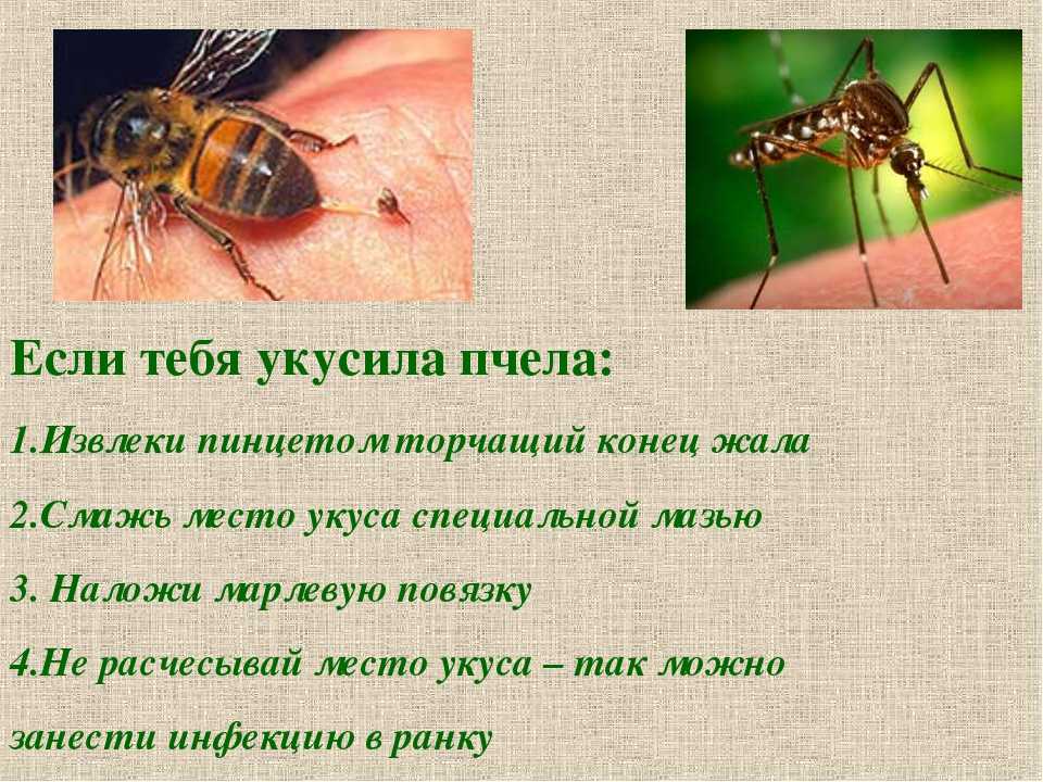 Как кусает оса: умирает ли после укуса и оставляет жало или нет, как вытащить его