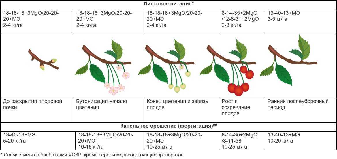 Когда созревает черешня – особенности сортов
