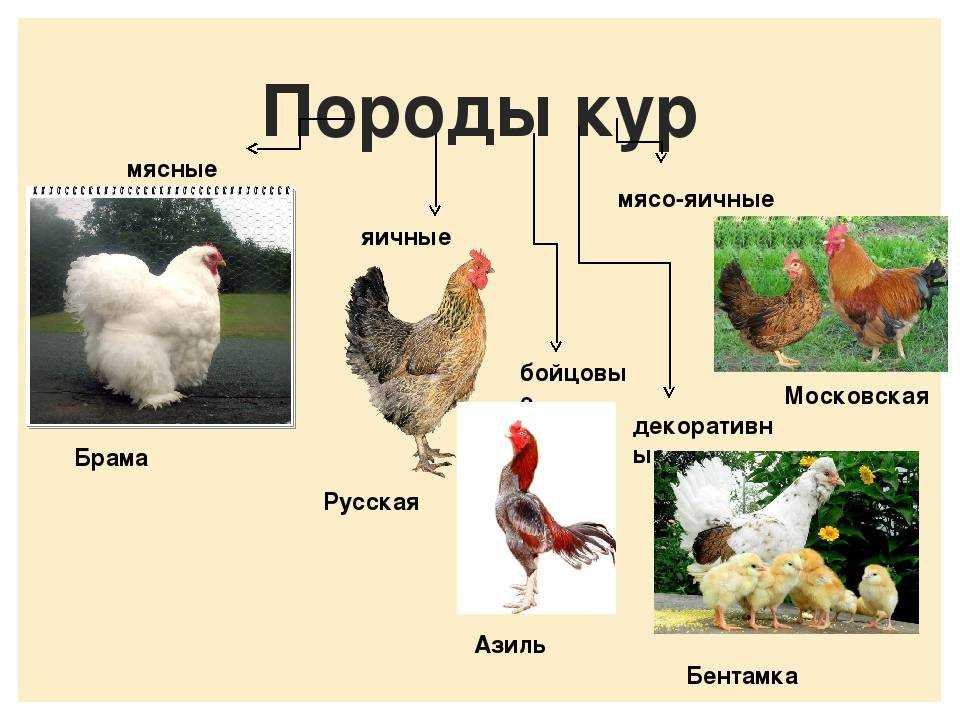 Дикие курицы: банкивская джунглевая, цейлонская, зеленая, серая и их характеристики