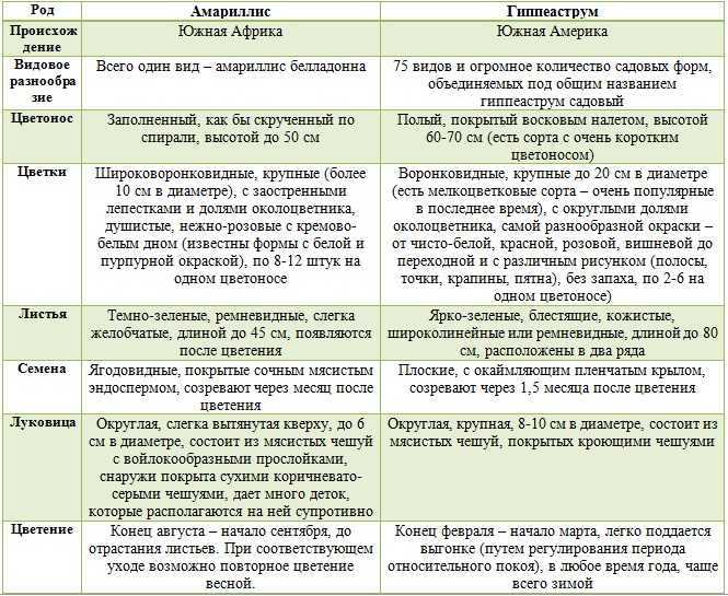 Гиппеаструм Джокер (Joker)  - описание сорта, саженцы, фото и характерные особенности
