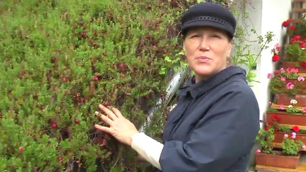 Клюква садовая: фото, отзывы, как вырастить