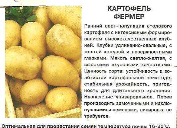 Картофель мадейра описание сорта