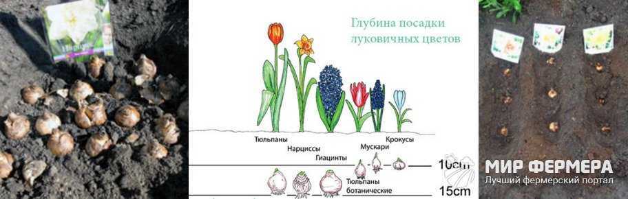 Как правильно ухаживать за нарциссами?