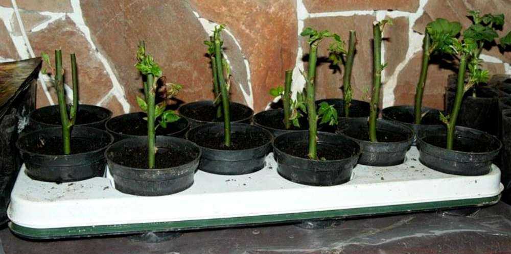 Размножение роз черенками из букета и в картошке, способы черенкования розы 🌹