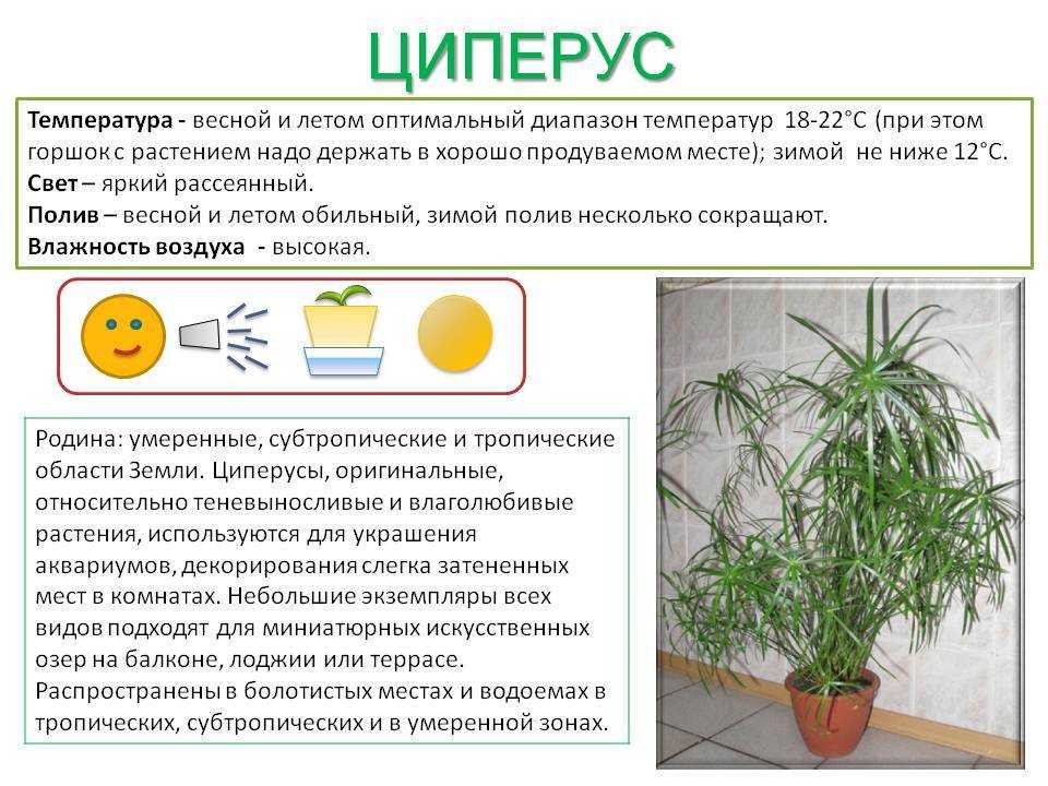 Многообразие сортов орхидеи фаленопсис. каталог с названиями и фото