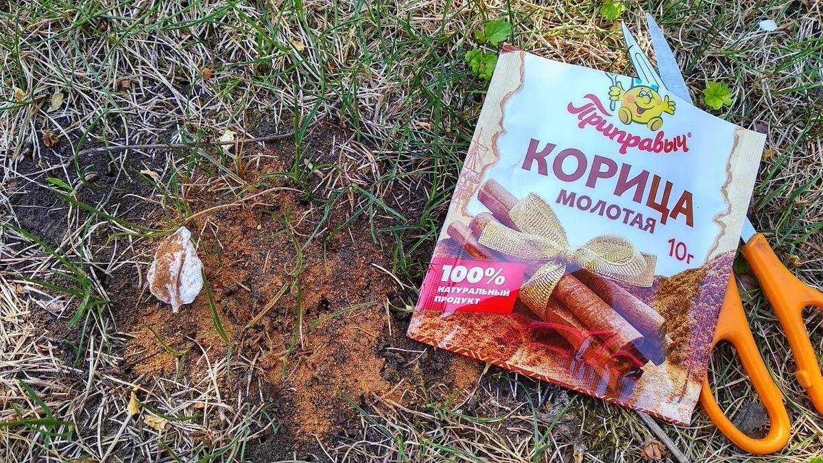 Рейтинг лучших средств от муравьев 2023 года: самые эффективные