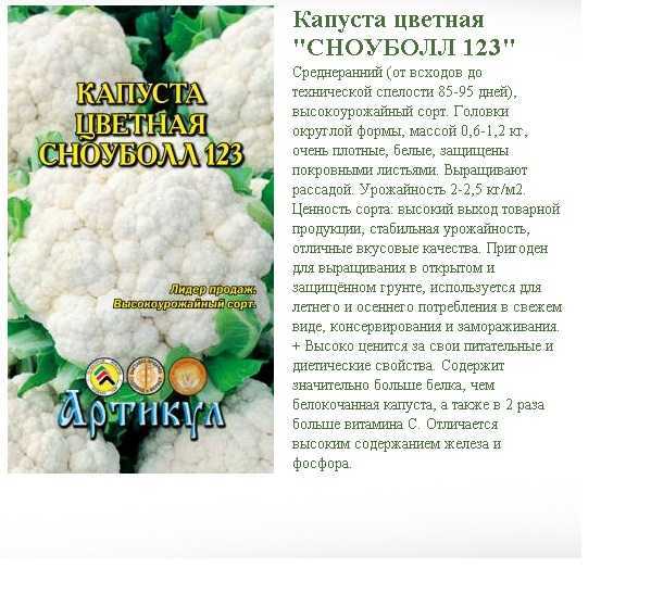 О капусте сноуболл: описание, выращивание и уход за цветной капустой
