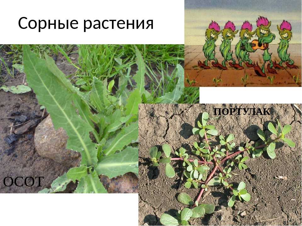 Сорные травы: виды сорняков и борьба с ними в огороде и на даче
