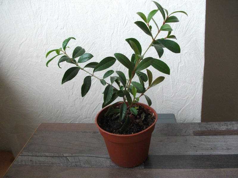 Евгения миртолистная, уход в домашних условиях | pot flowers