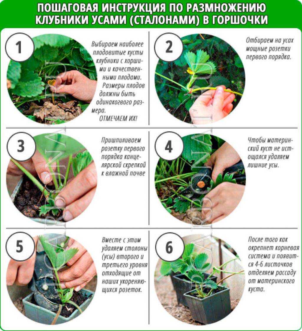 Клубника альбион - описание сорта, правила ухода и методы выращивания