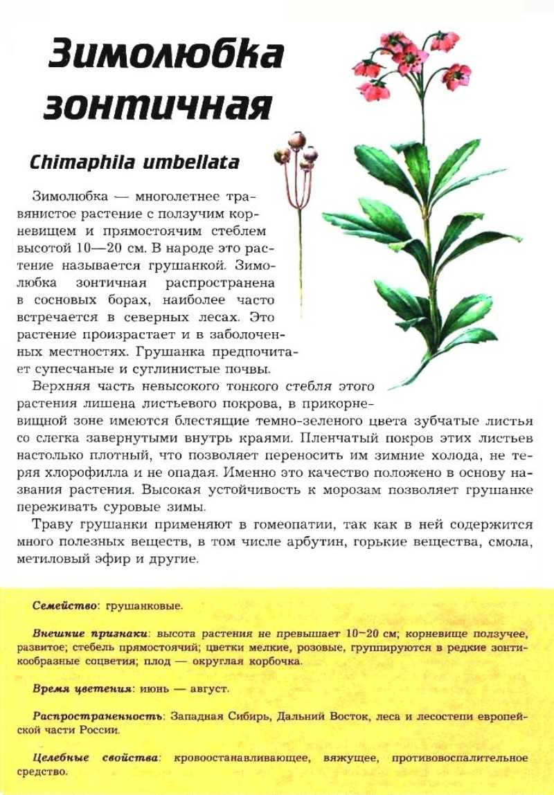 Трава зимолюбка лечебные свойства и противопоказания, применение в гинекологии