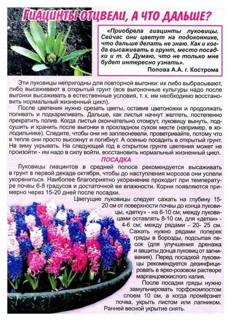Гиацинт: посадка, уход, подкормки и размножение
