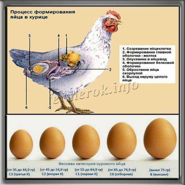Когда и почему начинают нести яйца цесарки