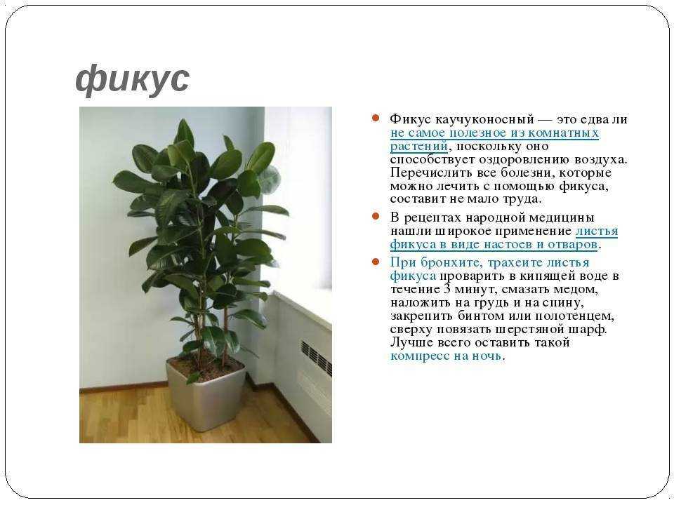 Фикус али (иволистный): размножение и уход в домашних условиях, ботаническое описание и фото сортов, грин голд, амстел квин и кинг, обрезка и пересадка цветка