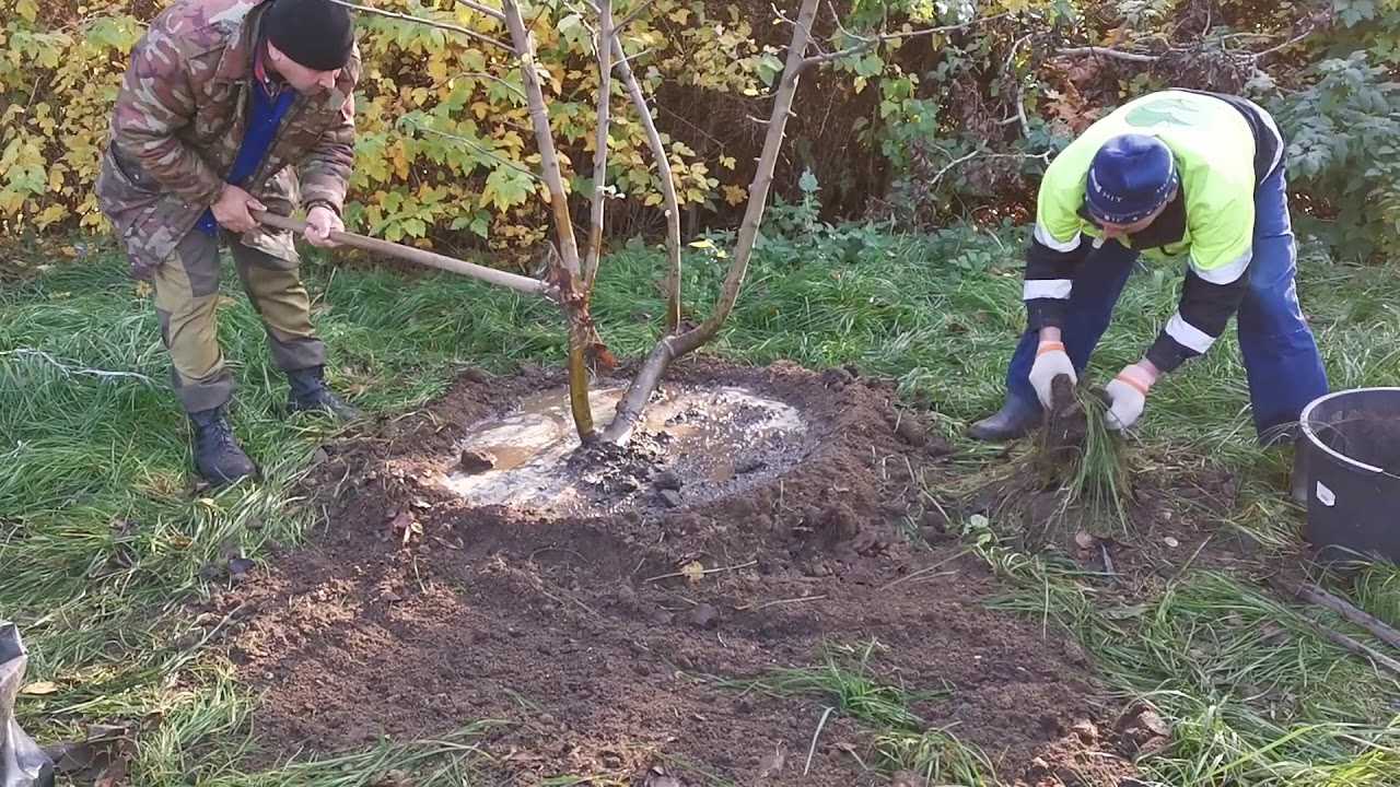 Как посадить и вырастить черешню на садовом участке?