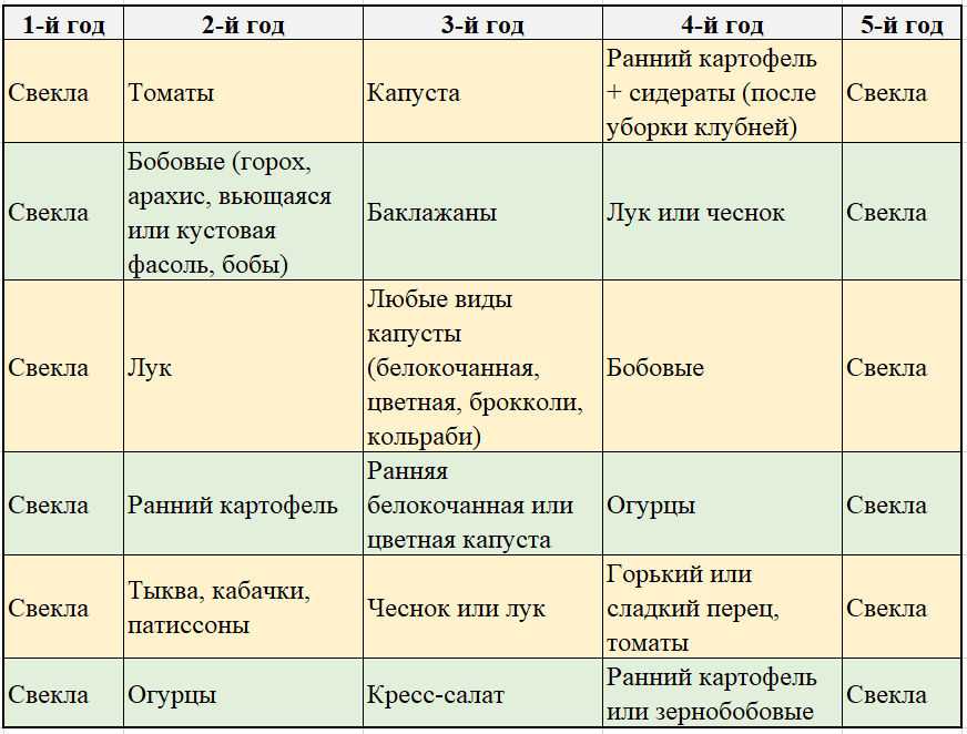 Что сажать после моркови. после чего сажать морковь