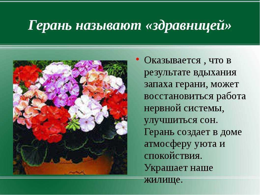 Бегония вечноцветущая: сорта и секреты выращивания декоративного растения