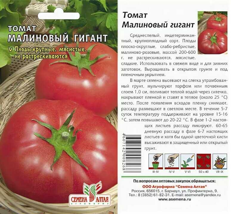 Томат малиновый гигант: отзывы, фото рассады, грядок с кустами и полученного урожая, советы огородников