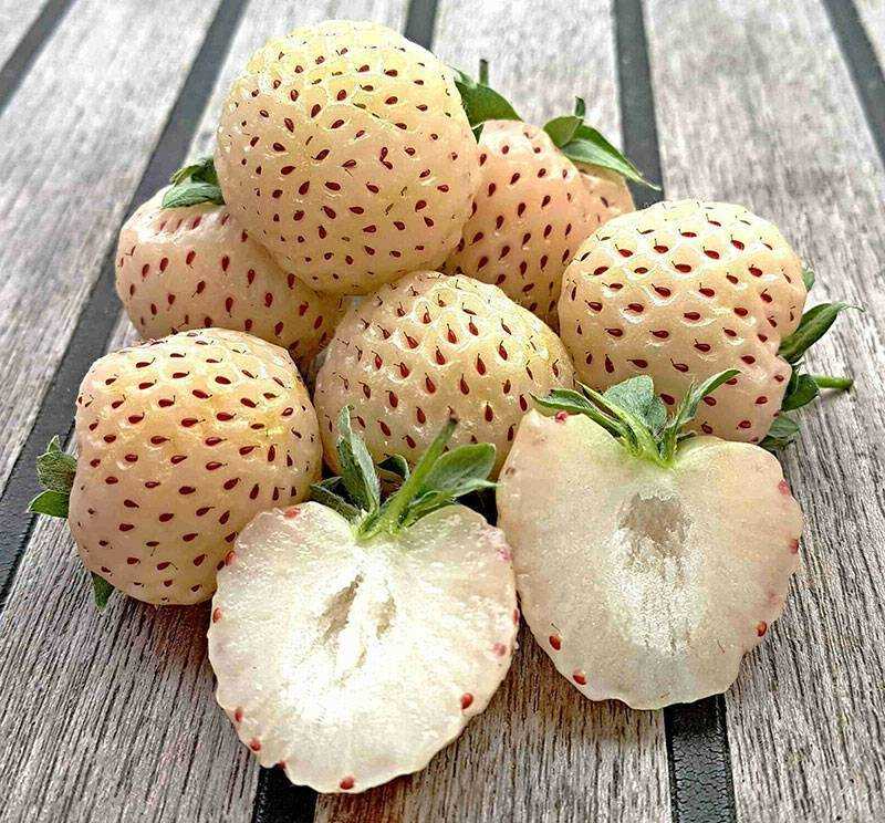 Описание садовой клубники “ананасная”, ягоды с запоминающимся вкусом