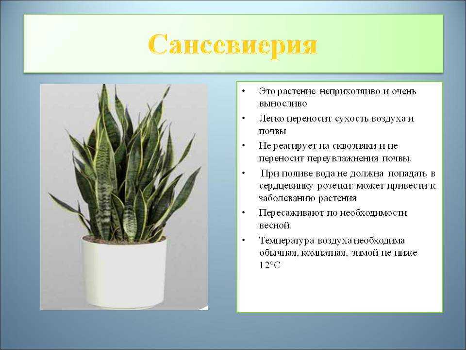 Уход за гиппеаструмом в домашних условиях в таблицах + 8 ошибок